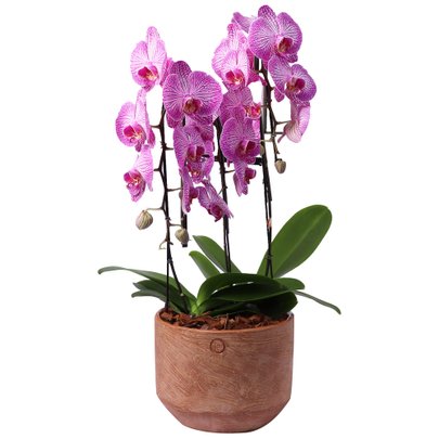 Jardim de Orquideas Phalaenopsis Siena Pink