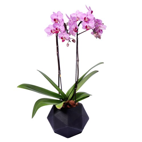 Orquídea Mini Phalaenopsis Lilás Quartzo