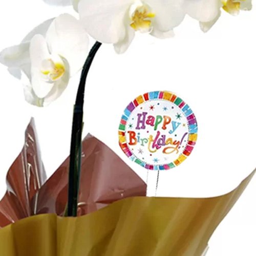 Orquídea Phalaenopsis Plantada Happy Birthday
