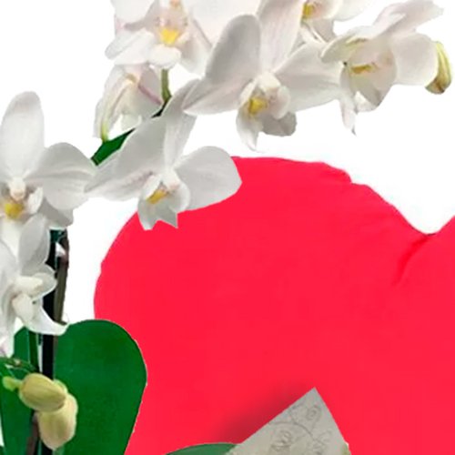 Mini Orquídea Rara Branca e Almofada "Eu Amo Você"