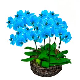 Imagem de Sofisticadas Orquídeas Phalaenopsis Azul