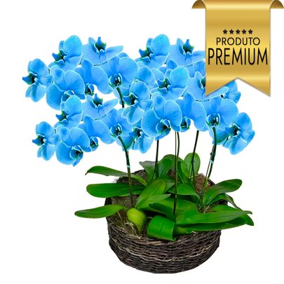 Sofisticadas Orquídeas Phalaenopsis Azul