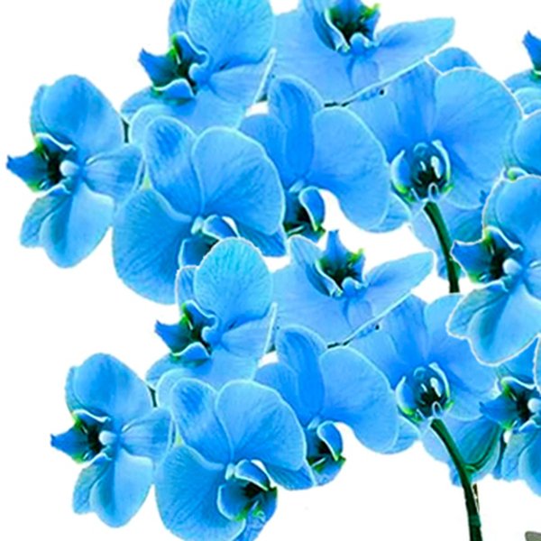 Sofisticadas Orquídeas Phalaenopsis Azul