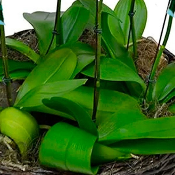Sofisticadas Orquídeas Phalaenopsis Azul