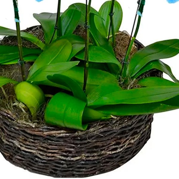 Sofisticadas Orquídeas Phalaenopsis Azul