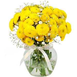 Imagem de Brisa de Pinóquios Amarelos e Gypsophila