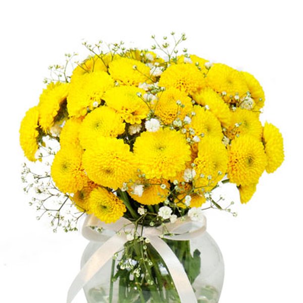 Brisa de Pinóquios Amarelos e Gypsophila