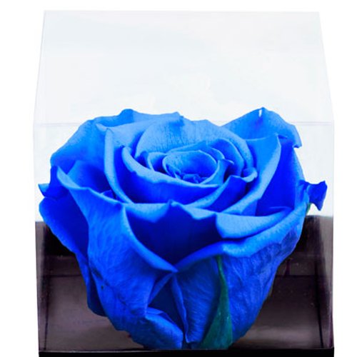 Rosa Encantada Azul Vovô Eu Te Amo