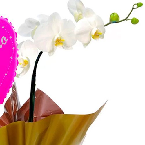 Orquídea Phalaenopsis Branca e Balão Vó Eu Te Amo Pink