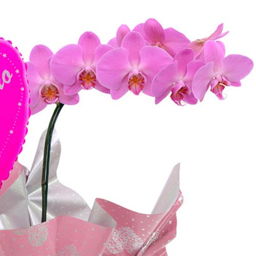 Orquídea Phalaenopsis Lilás e Balão Vó Eu Te Amo Pink