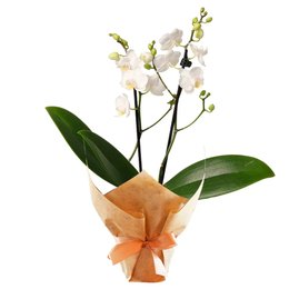 Imagem de Mini Orquídea Mimo Branca
