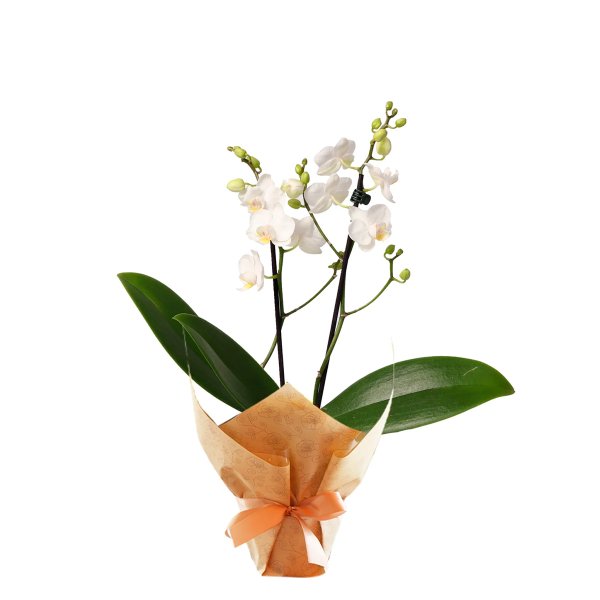 Mini Orquídea Mimo Branca