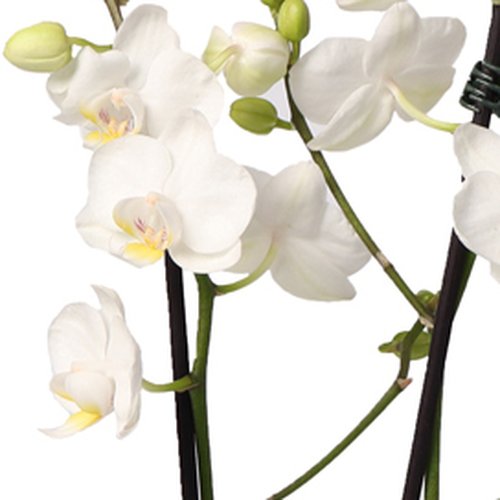 Mini Orquídea Mimo Branca