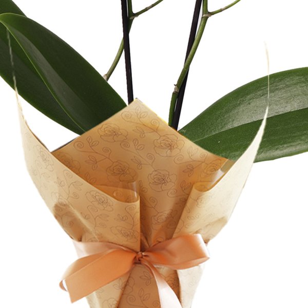 Mini Orquídea Mimo Branca