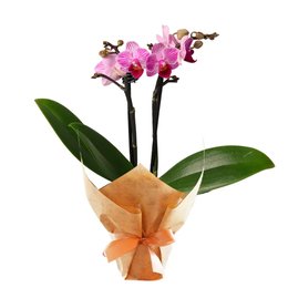 Imagem de Mini Orquídea Mimo Lilás