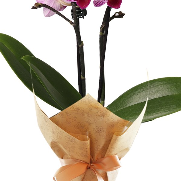 Mini Orquídea Mimo Lilás