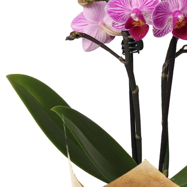 Mini Orquídea Mimo Lilás