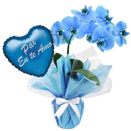 Orquídea Phalaenopsis e balão Pai eu Te Amo azul Orquídea Phalaenopsis e balão Pai eu Te Amo azul