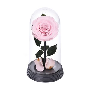 Imagem de A Bela Rosa Encantada Cor de Rosa