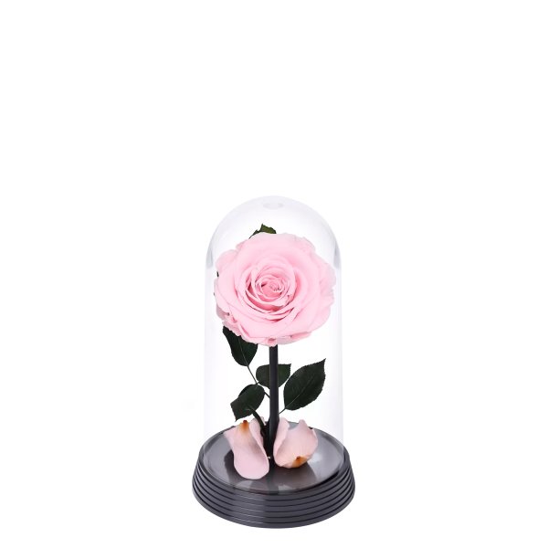A Bela Rosa Encantada Cor de Rosa