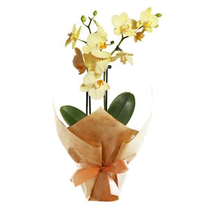 Imagem de Mini Orquídea Rara Amarela