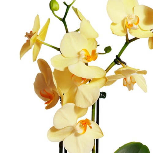 Mini Orquídea Rara Amarela