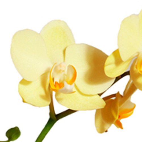 Mini Orquídea Rara Amarela