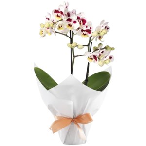 Imagem de Mini Orquídea Rara Mesclada