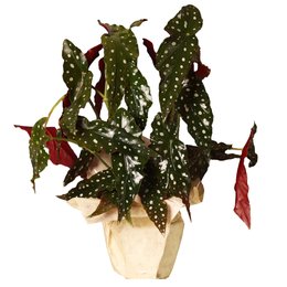 Imagem de Begônia Maculata Plantada