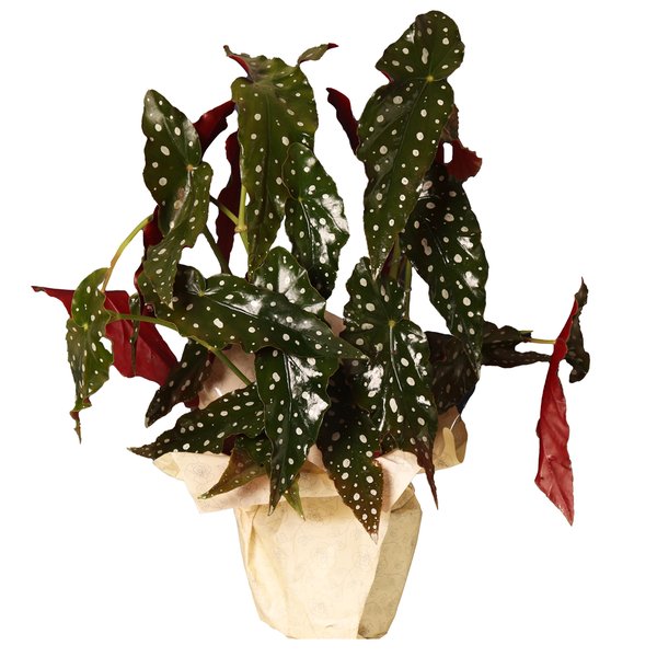 Begônia Maculata Plantada