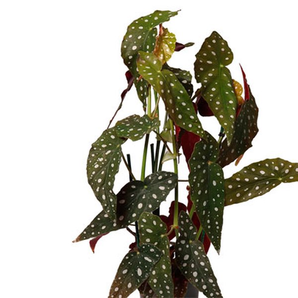 Begônia Maculata Plantada