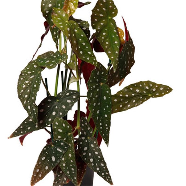 Begônia Maculata Plantada