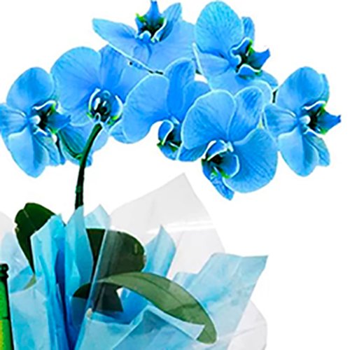 Especial Orquídea Azul e Cerveja - Rappi