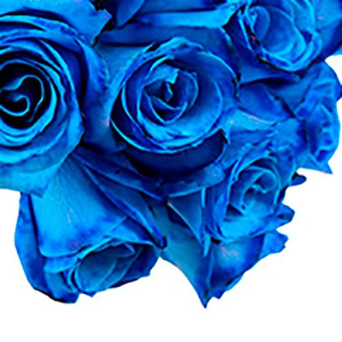 Especial Buquê de Rosas Azuis - Rappi