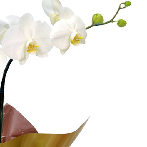 Especial Orquídea Phalaenopsis Branca
