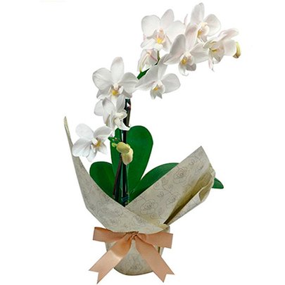 Especial Mini Orquídea Rara Branca - Rappi