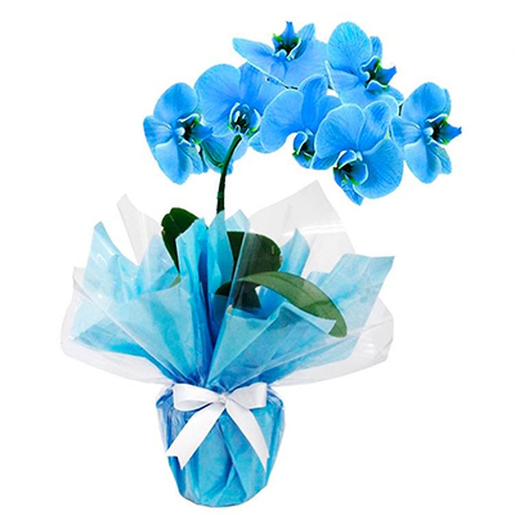 Especial Orquídea Azul - Rappi