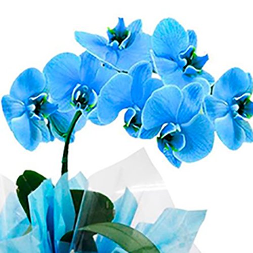 Especial Orquídea Azul - Rappi