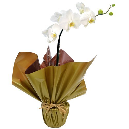 Orquídea Phalaenopsis Plantada E Gift Card Baby Beef Jardim