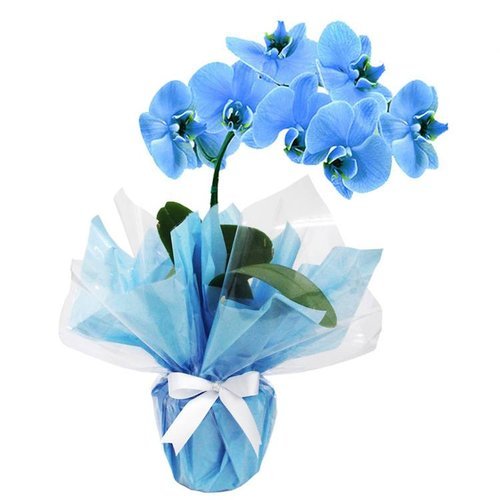 Orquídea Azul E Gift Card Baby Beef Jardim