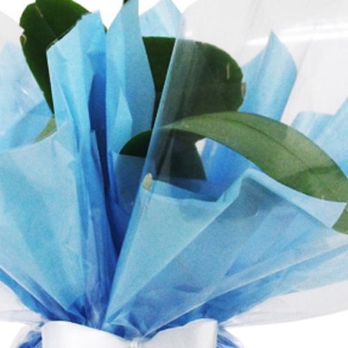 Orquídea Azul E Gift Card Baby Beef Jardim