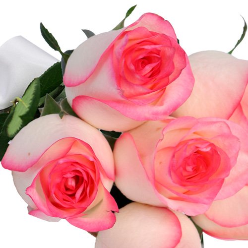Buquê de 6 rosas Mescladas Pink