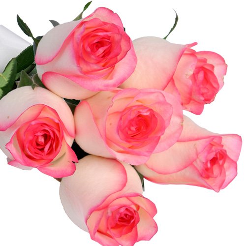 Buquê de 6 rosas Mescladas Pink