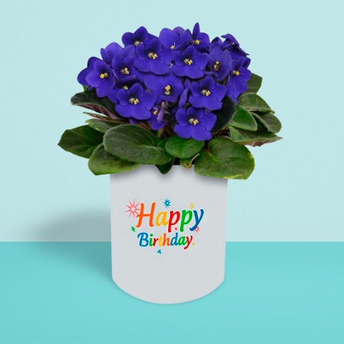 Encanto das violetas Lilás Happy Birthday