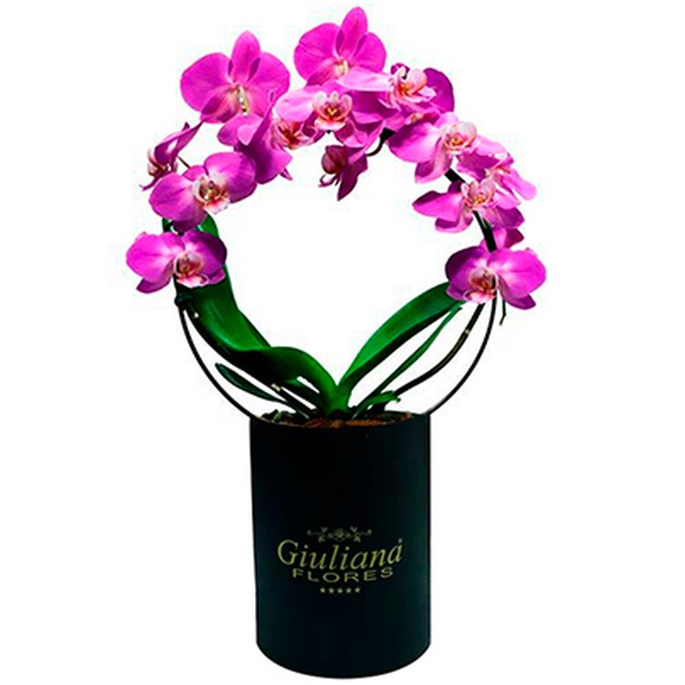 Orquídea Phalaenopsis Pink em Arco caixa Preta