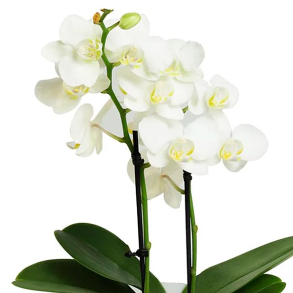 Mini Orquídea Rara Branca Happy Birthday