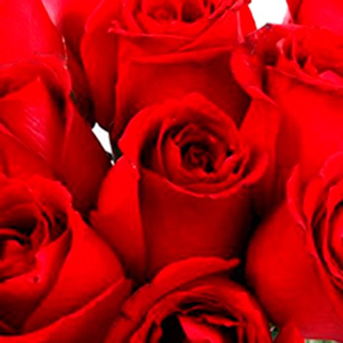 Buquê Fashion de 12 Rosas Vermelhas com lenço