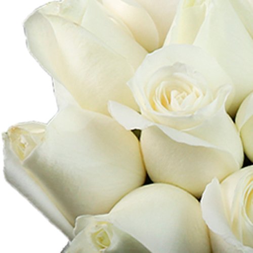 Buquê Fashion de 12 Rosas Brancas com lenço