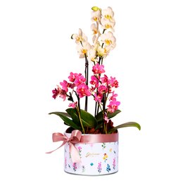 Imagem de União das Belas Orquideas Brancas e Lilás