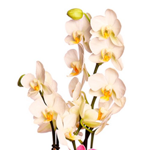 União das Belas Orquideas Brancas e Lilás